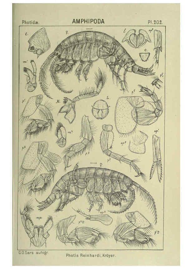 Reproducción/Reproduction 6195483170: An account of the Crustacea of Norway. v.1 Amphipoda (plates) Christiania,A. Cammermeyer,1895-1928
