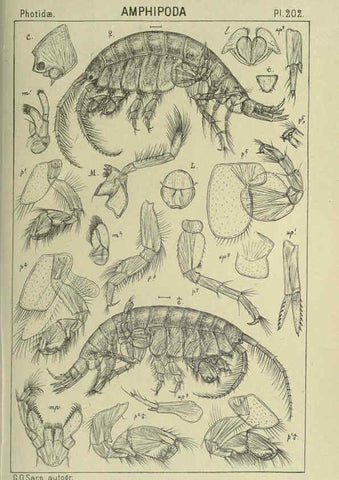 Reproducción/Reproduction 6195483170: An account of the Crustacea of Norway. v.1 Amphipoda (plates) Christiania,A. Cammermeyer,1895-1928
