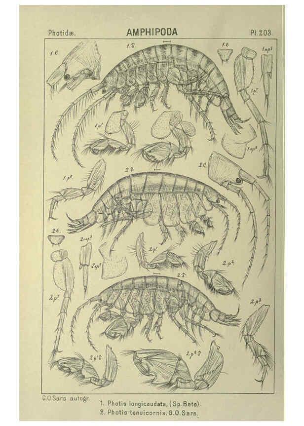 Reproducción/Reproduction 6195483336: An account of the Crustacea of Norway. v.1 Amphipoda (plates) Christiania,A. Cammermeyer,1895-1928