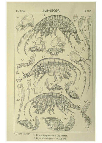 Reproducción/Reproduction 6195483336: An account of the Crustacea of Norway. v.1 Amphipoda (plates) Christiania,A. Cammermeyer,1895-1928