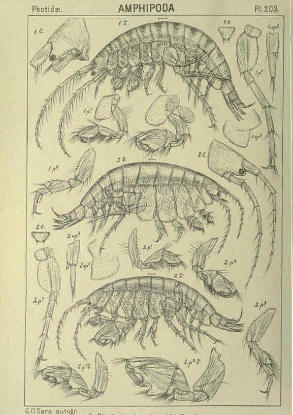 Reproducción/Reproduction 6195483336: An account of the Crustacea of Norway. v.1 Amphipoda (plates) Christiania,A. Cammermeyer,1895-1928