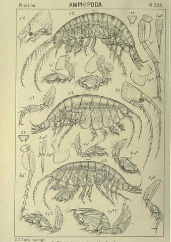 Reproducción/Reproduction 6195483336: An account of the Crustacea of Norway. v.1 Amphipoda (plates) Christiania,A. Cammermeyer,1895-1928
