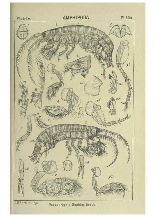 Reproducción/Reproduction 6194966605: An account of the Crustacea of Norway. v.1 Amphipoda (plates) Christiania,A. Cammermeyer,1895-1928