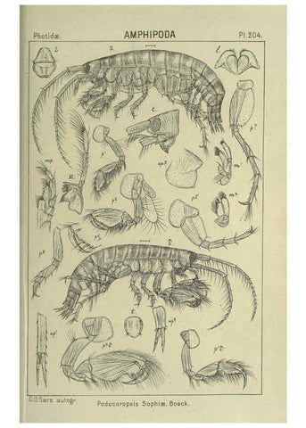 Reproducción/Reproduction 6194966605: An account of the Crustacea of Norway. v.1 Amphipoda (plates) Christiania,A. Cammermeyer,1895-1928
