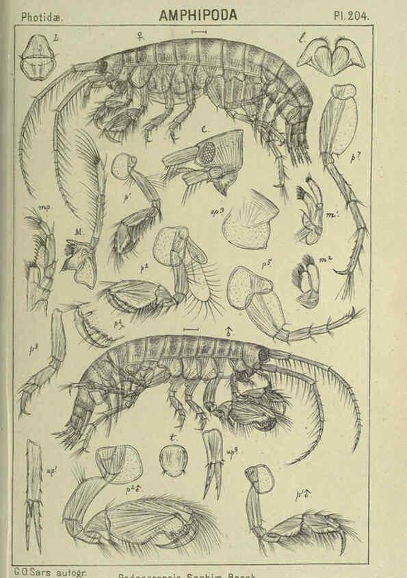 Reproducción/Reproduction 6194966605: An account of the Crustacea of Norway. v.1 Amphipoda (plates) Christiania,A. Cammermeyer,1895-1928