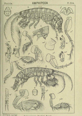Reproducción/Reproduction 6194966605: An account of the Crustacea of Norway. v.1 Amphipoda (plates) Christiania,A. Cammermeyer,1895-1928