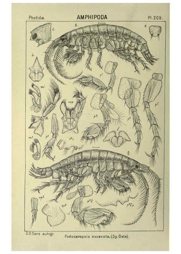 Reproducción/Reproduction 6194966801: An account of the Crustacea of Norway. v.1 Amphipoda (plates) Christiania,A. Cammermeyer,1895-1928
