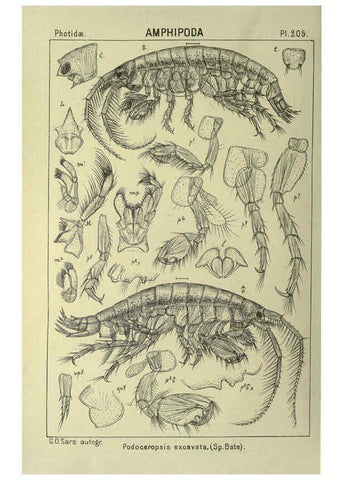 Reproducción/Reproduction 6194966801: An account of the Crustacea of Norway. v.1 Amphipoda (plates) Christiania,A. Cammermeyer,1895-1928