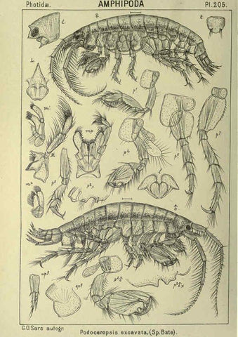 Reproducción/Reproduction 6194966801: An account of the Crustacea of Norway. v.1 Amphipoda (plates) Christiania,A. Cammermeyer,1895-1928