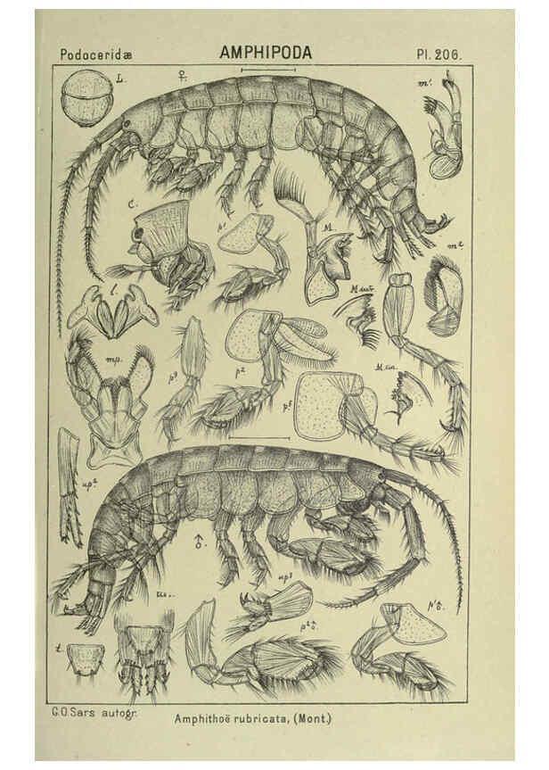 Reproducción/Reproduction 6194966987: An account of the Crustacea of Norway. v.1 Amphipoda (plates) Christiania,A. Cammermeyer,1895-1928