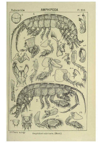 Reproducción/Reproduction 6194966987: An account of the Crustacea of Norway. v.1 Amphipoda (plates) Christiania,A. Cammermeyer,1895-1928
