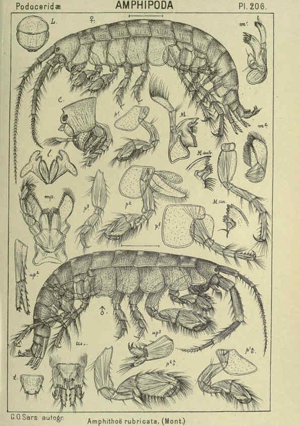 Reproducción/Reproduction 6194966987: An account of the Crustacea of Norway. v.1 Amphipoda (plates) Christiania,A. Cammermeyer,1895-1928