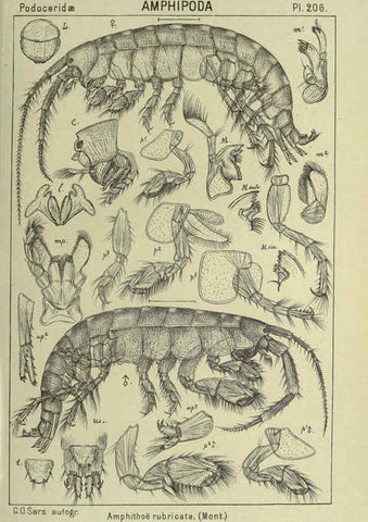 Reproducción/Reproduction 6194966987: An account of the Crustacea of Norway. v.1 Amphipoda (plates) Christiania,A. Cammermeyer,1895-1928