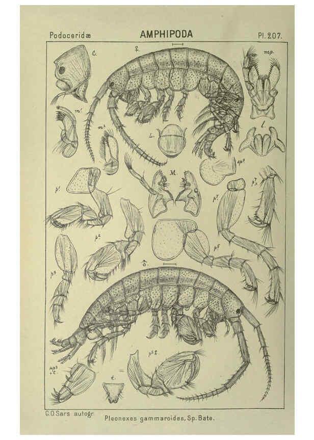 Reproducción/Reproduction 6195484290: An account of the Crustacea of Norway. v.1 Amphipoda (plates) Christiania,A. Cammermeyer,1895-1928