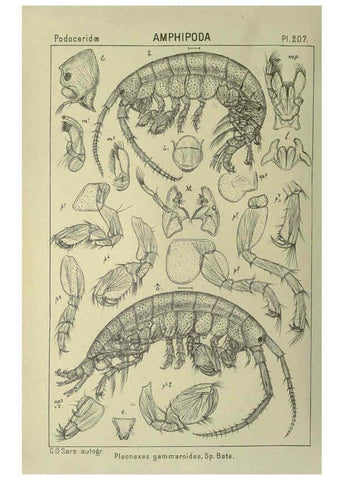 Reproducción/Reproduction 6195484290: An account of the Crustacea of Norway. v.1 Amphipoda (plates) Christiania,A. Cammermeyer,1895-1928