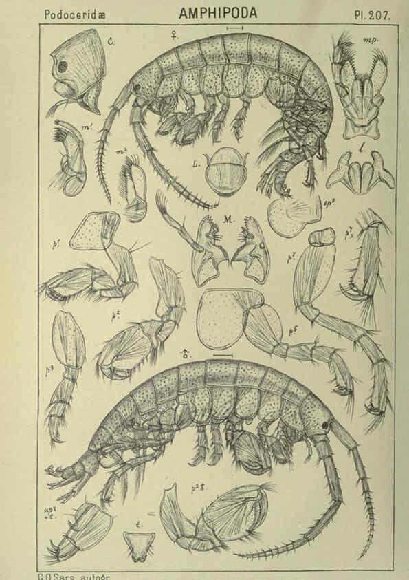 Reproducción/Reproduction 6195484290: An account of the Crustacea of Norway. v.1 Amphipoda (plates) Christiania,A. Cammermeyer,1895-1928