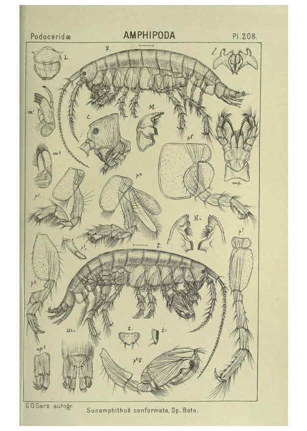 Reproducción/Reproduction 6195484474: An account of the Crustacea of Norway. v.1 Amphipoda (plates) Christiania,A. Cammermeyer,1895-1928
