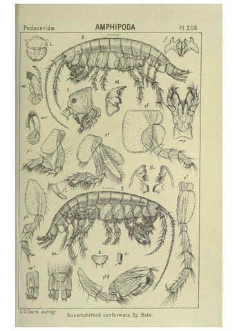Reproducción/Reproduction 6195484474: An account of the Crustacea of Norway. v.1 Amphipoda (plates) Christiania,A. Cammermeyer,1895-1928