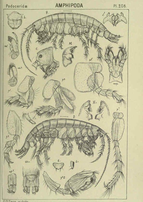 Reproducción/Reproduction 6195484474: An account of the Crustacea of Norway. v.1 Amphipoda (plates) Christiania,A. Cammermeyer,1895-1928
