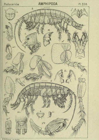 Reproducción/Reproduction 6195484474: An account of the Crustacea of Norway. v.1 Amphipoda (plates) Christiania,A. Cammermeyer,1895-1928
