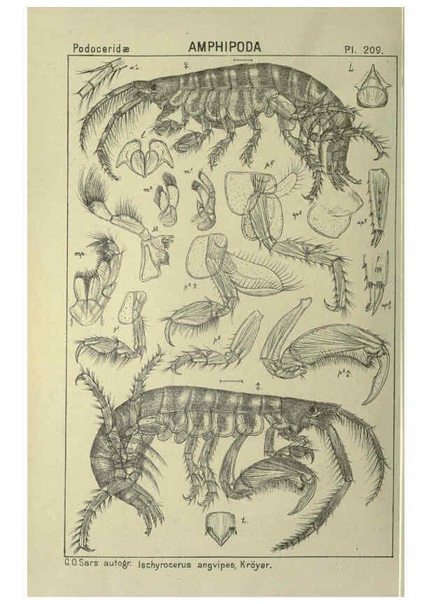 Reproducción/Reproduction 6195484682: An account of the Crustacea of Norway. v.1 Amphipoda (plates) Christiania,A. Cammermeyer,1895-1928