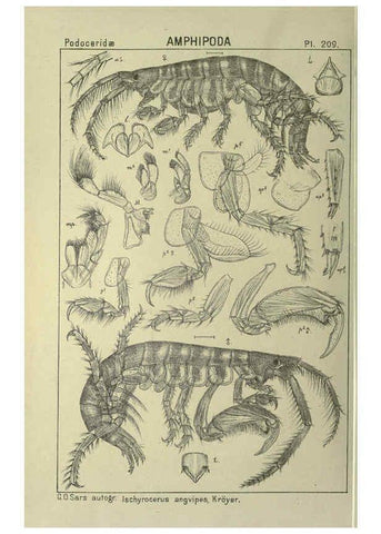 Reproducción/Reproduction 6195484682: An account of the Crustacea of Norway. v.1 Amphipoda (plates) Christiania,A. Cammermeyer,1895-1928