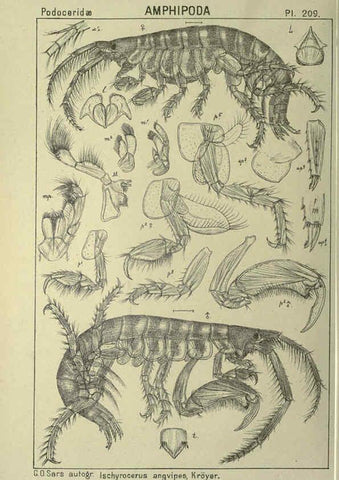 Reproducción/Reproduction 6195484682: An account of the Crustacea of Norway. v.1 Amphipoda (plates) Christiania,A. Cammermeyer,1895-1928