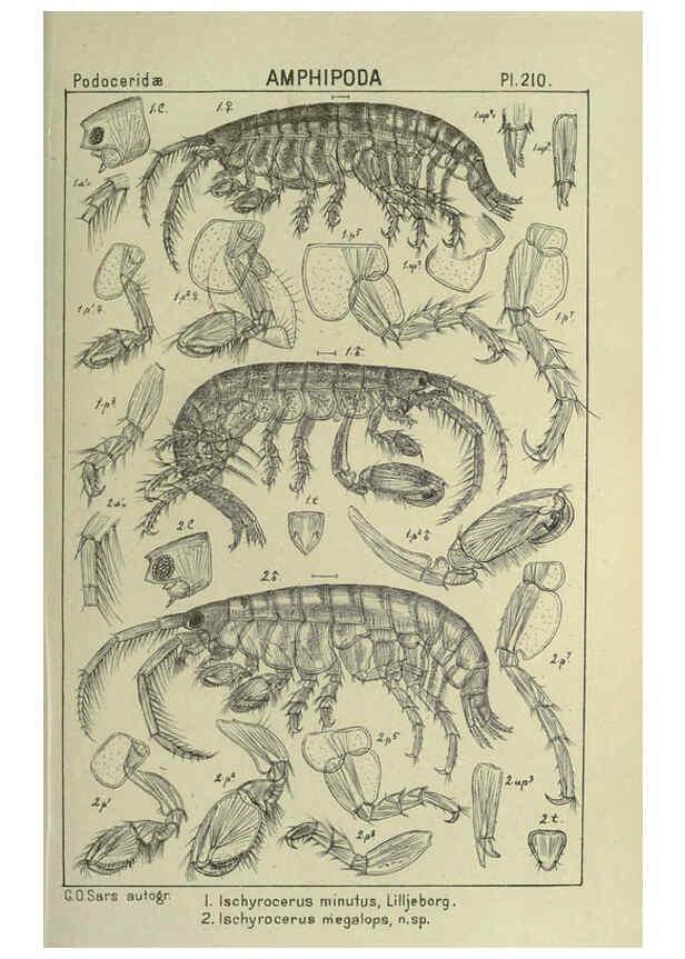 Reproducción/Reproduction 6194967907: An account of the Crustacea of Norway. v.1 Amphipoda (plates) Christiania,A. Cammermeyer,1895-1928