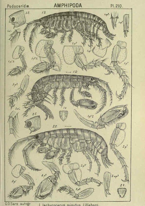 Reproducción/Reproduction 6194967907: An account of the Crustacea of Norway. v.1 Amphipoda (plates) Christiania,A. Cammermeyer,1895-1928