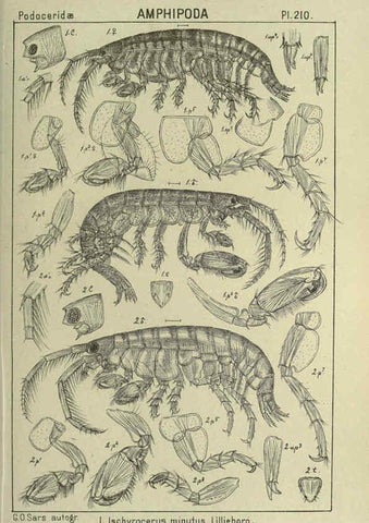Reproducción/Reproduction 6194967907: An account of the Crustacea of Norway. v.1 Amphipoda (plates) Christiania,A. Cammermeyer,1895-1928