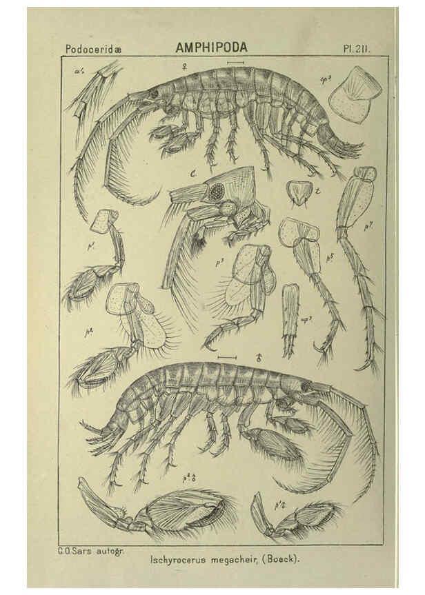 Reproducción/Reproduction 6194968109: An account of the Crustacea of Norway. v.1 Amphipoda (plates) Christiania,A. Cammermeyer,1895-1928