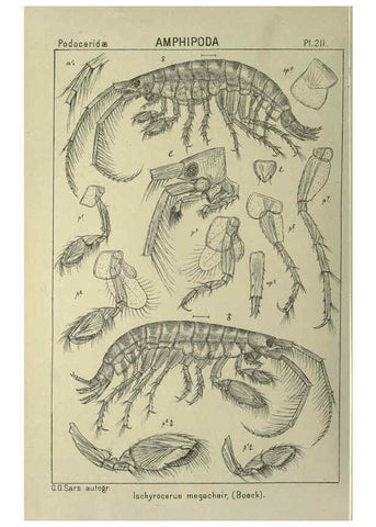 Reproducción/Reproduction 6194968109: An account of the Crustacea of Norway. v.1 Amphipoda (plates) Christiania,A. Cammermeyer,1895-1928