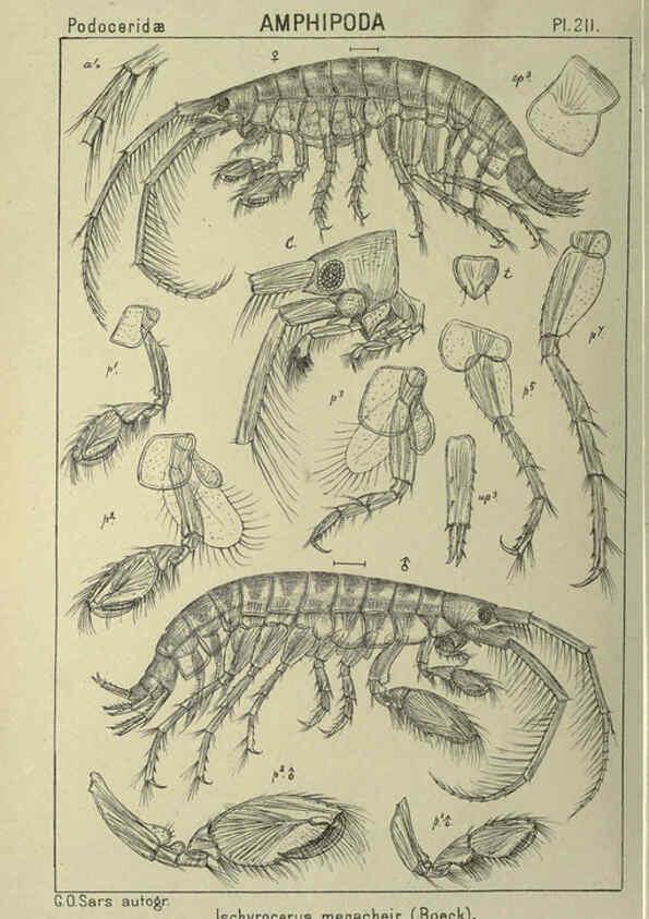 Reproducción/Reproduction 6194968109: An account of the Crustacea of Norway. v.1 Amphipoda (plates) Christiania,A. Cammermeyer,1895-1928
