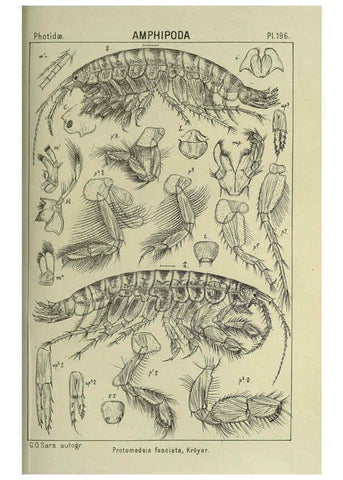 Reproducción/Reproduction 6195481954: An account of the Crustacea of Norway. v.1 Amphipoda (plates) Christiania,A. Cammermeyer,1895-1928