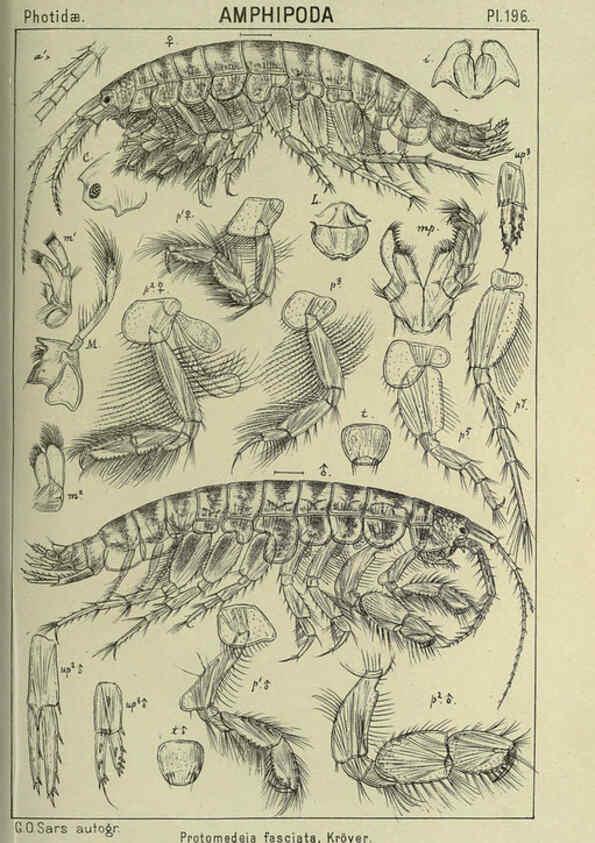 Reproducción/Reproduction 6195481954: An account of the Crustacea of Norway. v.1 Amphipoda (plates) Christiania,A. Cammermeyer,1895-1928