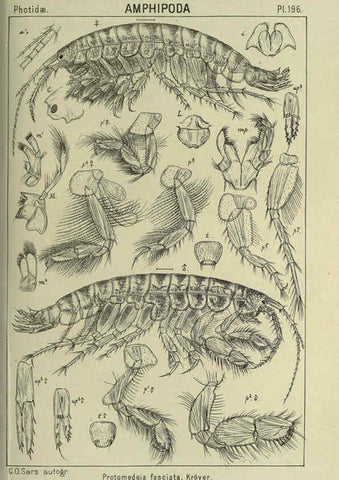 Reproducción/Reproduction 6195481954: An account of the Crustacea of Norway. v.1 Amphipoda (plates) Christiania,A. Cammermeyer,1895-1928