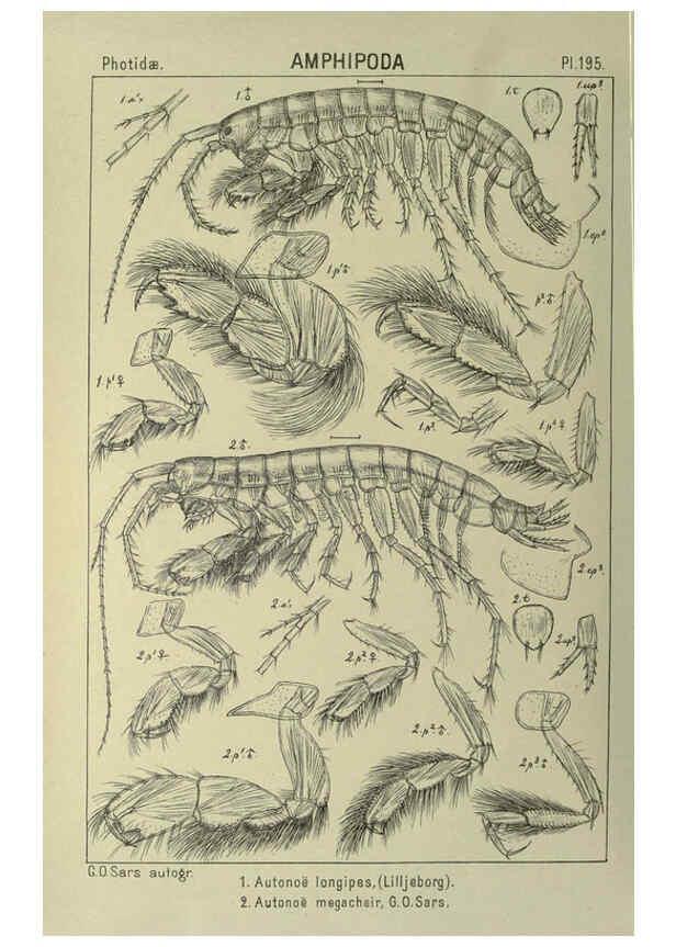 Reproducción/Reproduction 6195481766: An account of the Crustacea of Norway. v.1 Amphipoda (plates) Christiania,A. Cammermeyer,1895-1928