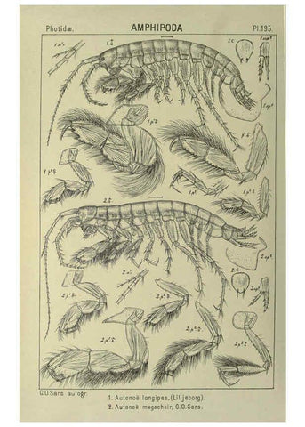 Reproducción/Reproduction 6195481766: An account of the Crustacea of Norway. v.1 Amphipoda (plates) Christiania,A. Cammermeyer,1895-1928