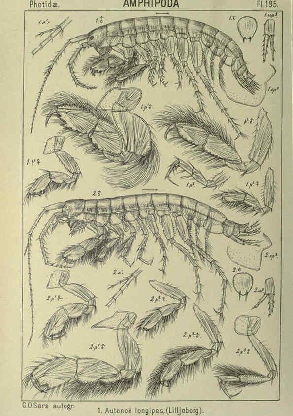 Reproducción/Reproduction 6195481766: An account of the Crustacea of Norway. v.1 Amphipoda (plates) Christiania,A. Cammermeyer,1895-1928