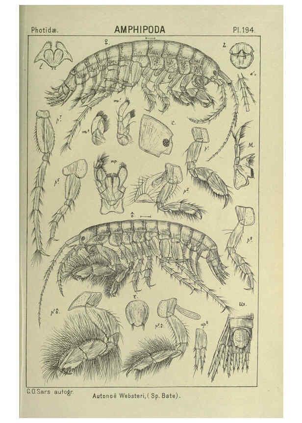 Reproducción/Reproduction 6194964461: An account of the Crustacea of Norway. v.1 Amphipoda (plates) Christiania,A. Cammermeyer,1895-1928