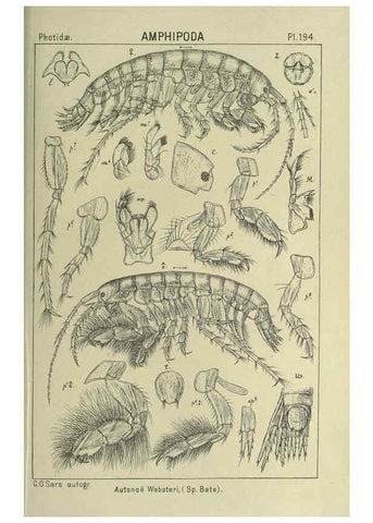 Reproducción/Reproduction 6194964461: An account of the Crustacea of Norway. v.1 Amphipoda (plates) Christiania,A. Cammermeyer,1895-1928