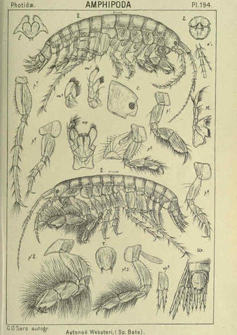 Reproducción/Reproduction 6194964461: An account of the Crustacea of Norway. v.1 Amphipoda (plates) Christiania,A. Cammermeyer,1895-1928