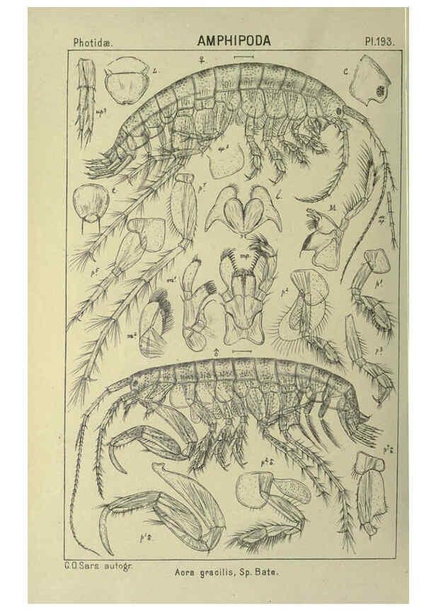 Reproducción/Reproduction 6194964261: An account of the Crustacea of Norway. v.1 Amphipoda (plates) Christiania,A. Cammermeyer,1895-1928
