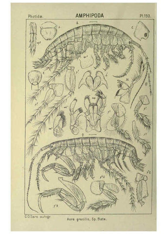 Reproducción/Reproduction 6194964261: An account of the Crustacea of Norway. v.1 Amphipoda (plates) Christiania,A. Cammermeyer,1895-1928