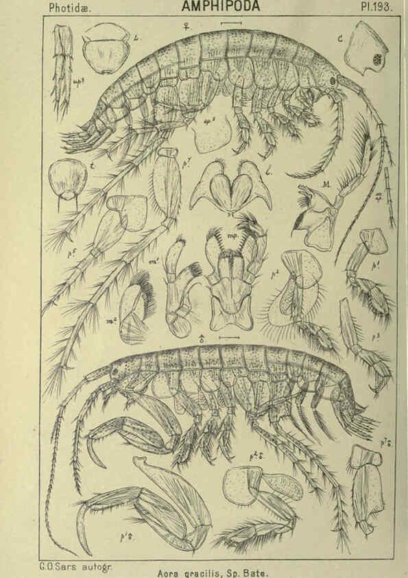 Reproducción/Reproduction 6194964261: An account of the Crustacea of Norway. v.1 Amphipoda (plates) Christiania,A. Cammermeyer,1895-1928