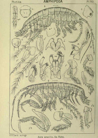 Reproducción/Reproduction 6194964261: An account of the Crustacea of Norway. v.1 Amphipoda (plates) Christiania,A. Cammermeyer,1895-1928