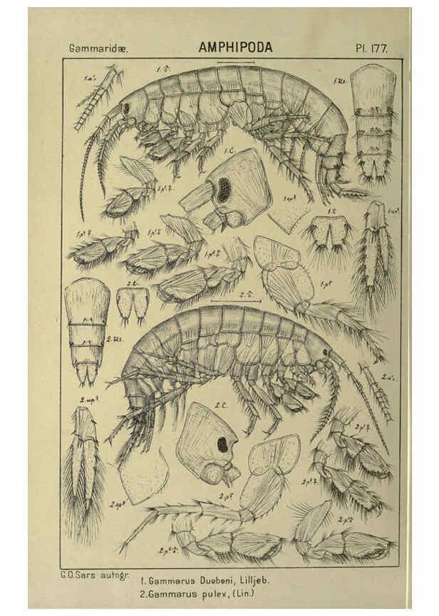 Reproducción/Reproduction 6195475230: An account of the Crustacea of Norway. v.1 Amphipoda (plates) Christiania,A. Cammermeyer,1895-1928