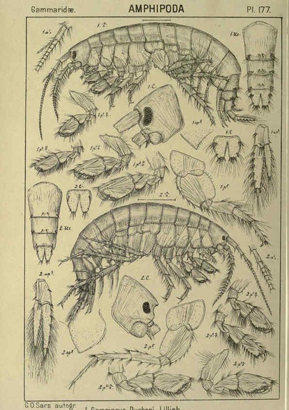 Reproducción/Reproduction 6195475230: An account of the Crustacea of Norway. v.1 Amphipoda (plates) Christiania,A. Cammermeyer,1895-1928