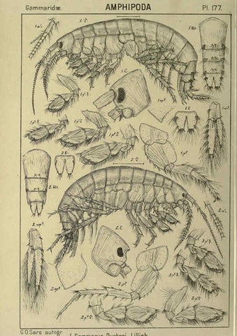 Reproducción/Reproduction 6195475230: An account of the Crustacea of Norway. v.1 Amphipoda (plates) Christiania,A. Cammermeyer,1895-1928
