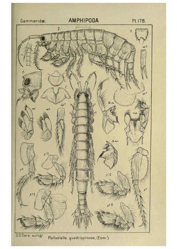 Reproducción/Reproduction 6194958219: An account of the Crustacea of Norway. v.1 Amphipoda (plates) Christiania,A. Cammermeyer,1895-1928